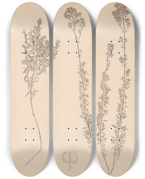 Triptych art skateboard deck of Louis Antoine Cusin Herbier De La Flore Franaise Pl0594 by Louis Antoine Cusin (1824-1901)