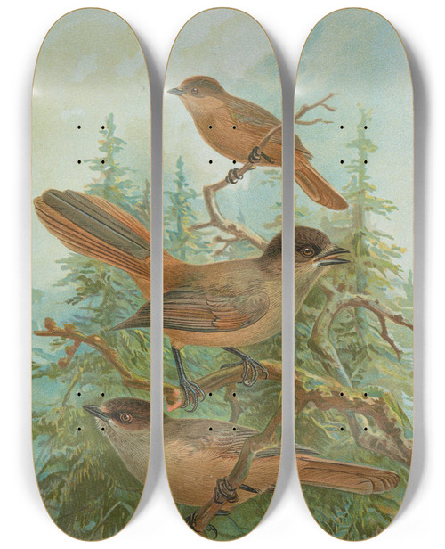 Triptych art skateboard deck of Johann Friedrich Naumann Perisoreus Infaustus by Johann Friedrich Naumann (1780-1857)