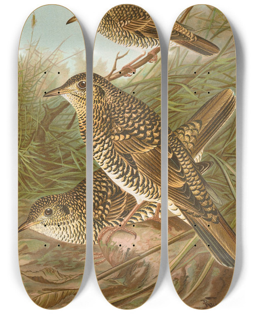 Triptych art skateboard deck of Johann Friedrich Naumann Geocichla Varia Geocichla Dauma by Johann Friedrich Naumann (1780-1857)