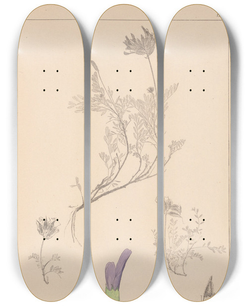 Triptych art skateboard deck of Louis Antoine Cusin Herbier De La Flore Franaise Pl0413 by Louis Antoine Cusin (1824-1901)