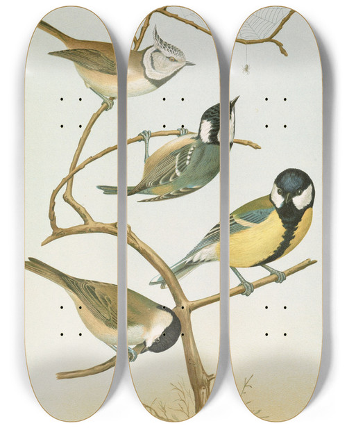 Triptych art skateboard deck of Johann Friedrich Naumann Parus Mitratus Parus Ater Parus Major Parus Subpalustris Brm by Johann Friedrich Naumann (1780-1857)