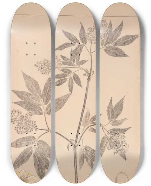 Triptych art skateboard deck of Louis Antoine Cusin Herbier De La Flore Franaise Pl0570 by Louis Antoine Cusin (1824-1901)