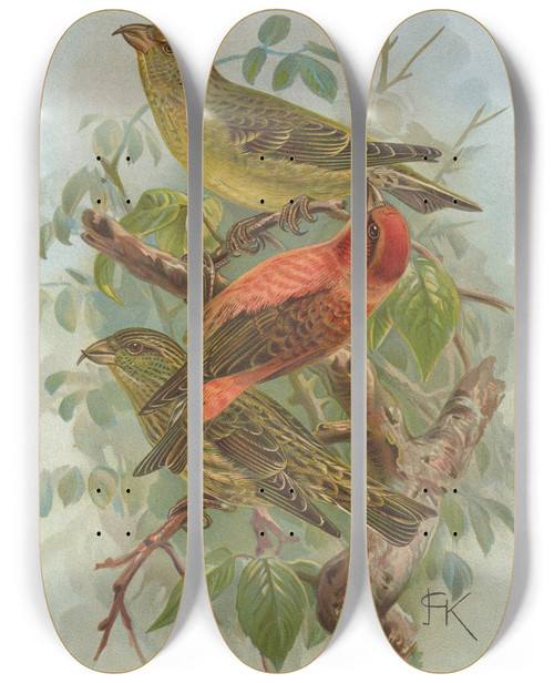 Triptych art skateboard deck of Johann Friedrich Naumann Loxia Curvirostra by Johann Friedrich Naumann (1780-1857)