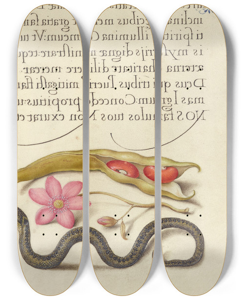 Triptych art skateboard deck of Joris Hoefnagel Kidney Bean Poppy Anemone And Adder by Joris Hoefnagel (1542-1600)