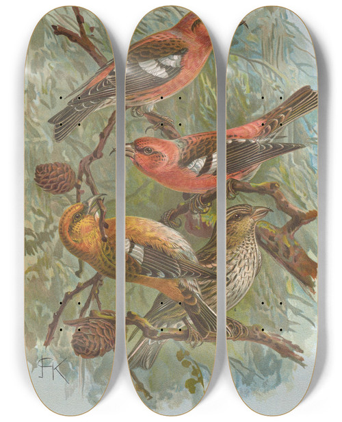 Triptych art skateboard deck of Johann Friedrich Naumann Loxia Leucoptera Gm Loxia Bifasciata Brehm by Johann Friedrich Naumann (1780-1857)
