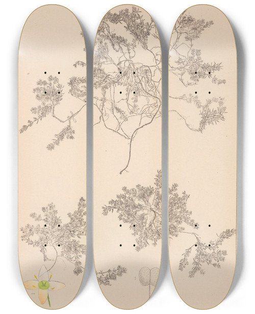 Triptych art skateboard deck of Louis Antoine Cusin Herbier De La Flore Franaise Pl0634 by Louis Antoine Cusin (1824-1901)