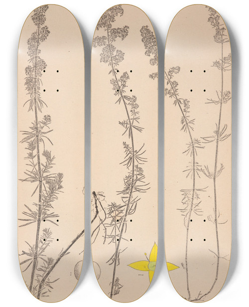 Triptych art skateboard deck of Louis Antoine Cusin Herbier De La Flore Franaise Pl0597 by Louis Antoine Cusin (1824-1901)