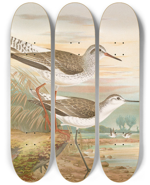 Triptych art skateboard deck of Johann Friedrich Naumann Totanus Totanus Totanus Stagnatilis Bechst_1 by Johann Friedrich Naumann (1780-1857)