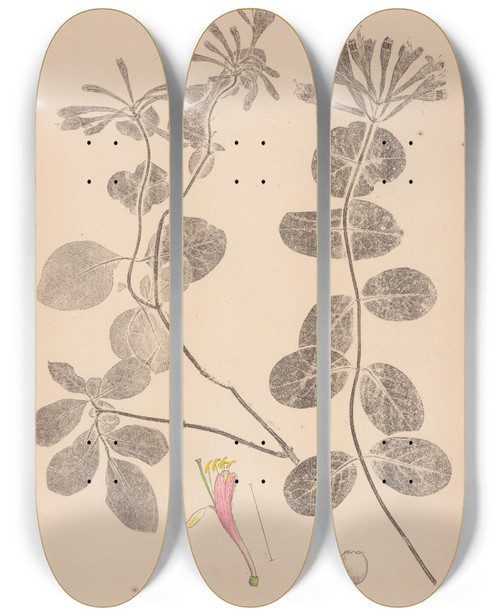 Triptych art skateboard deck of Louis Antoine Cusin Herbier De La Flore Franaise Pl0575 by Louis Antoine Cusin (1824-1901)