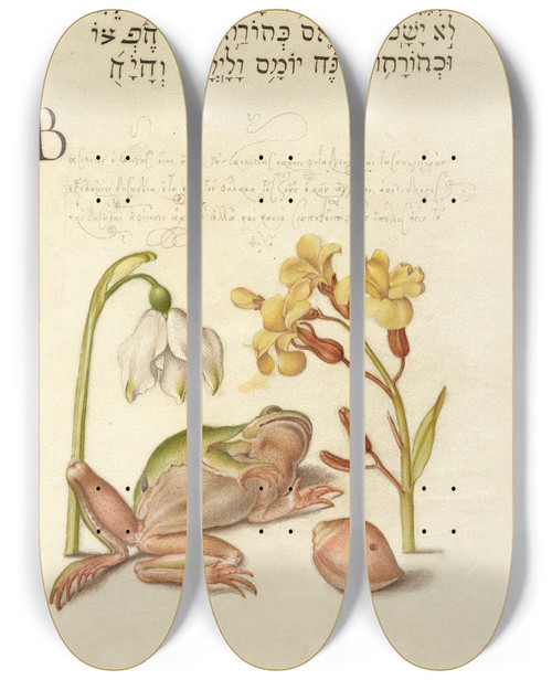 Triptych art skateboard deck of Joris Hoefnagel Spring Snowflake Tree Frog Wallflower And Marine Mollusk by Joris Hoefnagel (1542-1600)