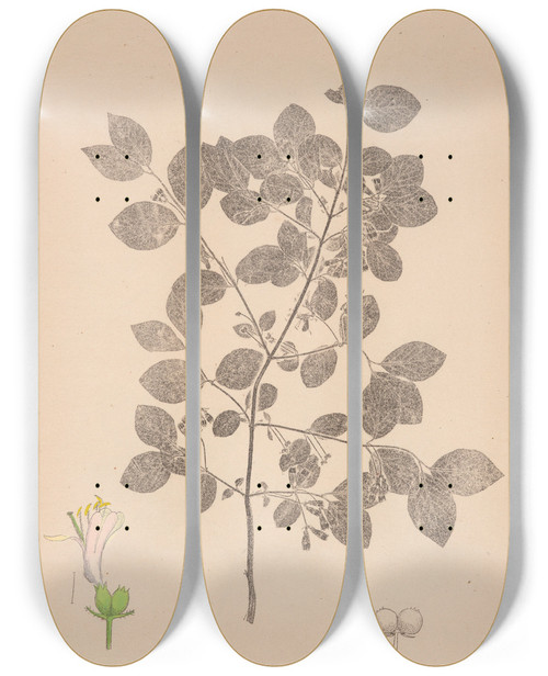 Triptych art skateboard deck of Louis Antoine Cusin Herbier De La Flore Franaise Pl0578 by Louis Antoine Cusin (1824-1901)