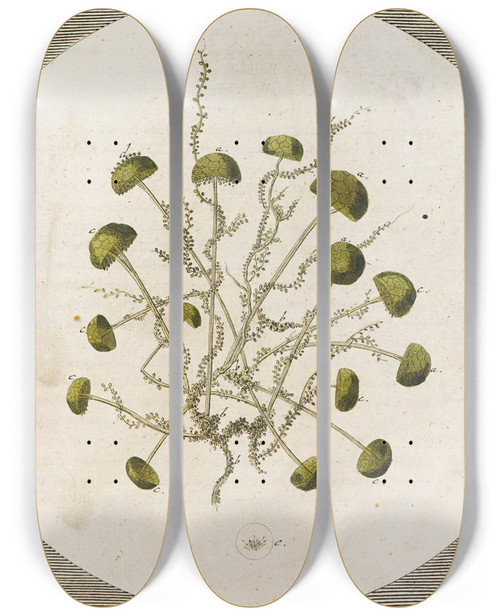 Triptych art skateboard deck of Martin Frobenius Ledermuller Amusement Microscopique Tant Pour Lesprit Que Pour Les Yeux Pl003 by Martin Frobenius Ledermu%Cc%88Ller (1719-1769)