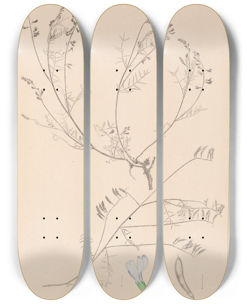 Triptych art skateboard deck of Louis Antoine Cusin Herbier De La Flore Franaise Pl0415 by Louis Antoine Cusin (1824-1901)