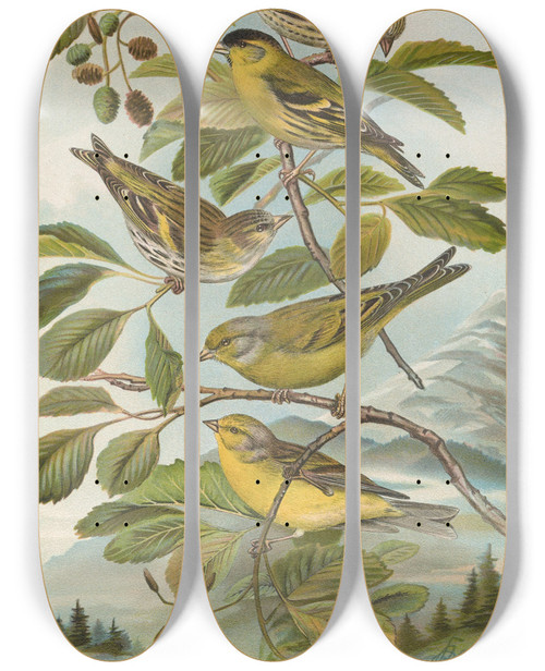 Triptych art skateboard deck of Johann Friedrich Naumann Chrysomitris Spinus Chrysomitris Citrinella Chrysomitris Corsicanus Knig by Johann Friedrich Naumann (1780-1857)