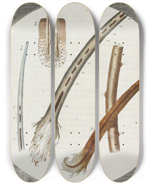 Triptych art skateboard deck of Martin Frobenius Ledermuller Amusement Microscopique Tant Pour Lesprit Que Pour Les Yeux Pl006 by Martin Frobenius Ledermu%Cc%88Ller (1719-1769)