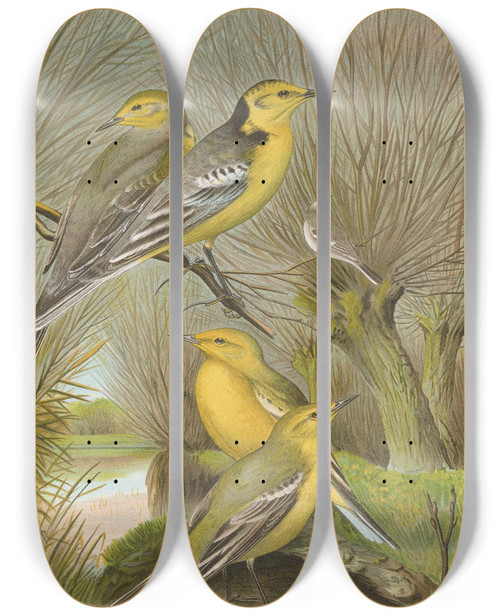 Triptych art skateboard deck of Johann Friedrich Naumann Budytes Citreolus Budytes Campestris by Johann Friedrich Naumann (1780-1857)