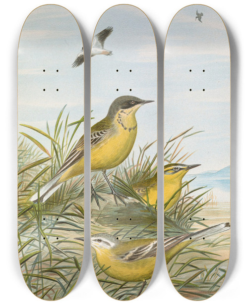 Triptych art skateboard deck of Johann Friedrich Naumann Budytes Taivanus Swinhoe Budytes Flavus Beema Sykes Budytes Flavus Borealis Sundevall by Johann Friedrich Naumann (1780-1857)