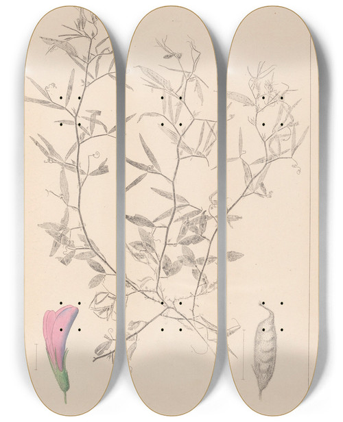 Triptych art skateboard deck of Louis Antoine Cusin Herbier De La Flore Franaise Pl0460 by Louis Antoine Cusin (1824-1901)
