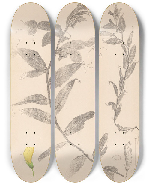 Triptych art skateboard deck of Louis Antoine Cusin Herbier De La Flore Franaise Pl0498 by Louis Antoine Cusin (1824-1901)