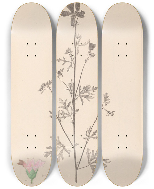 Triptych art skateboard deck of Louis Antoine Cusin Herbier De La Flore Franaise Pl0033 by Louis Antoine Cusin (1824-1901)