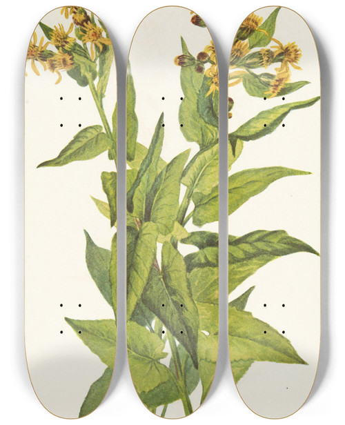 Triptych art skateboard deck of Mary Vaux Walcott Arrowleaf Groundsel Senecia Triangularis by Mary Vaux Walcott (1860-1940)