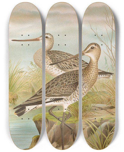 Triptych art skateboard deck of Johann Friedrich Naumann Limosa Limosa Limosa Lapponica_1 by Johann Friedrich Naumann (1780-1857)