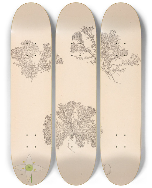 Triptych art skateboard deck of Louis Antoine Cusin Herbier De La Flore Franaise Pl0632 by Louis Antoine Cusin (1824-1901)