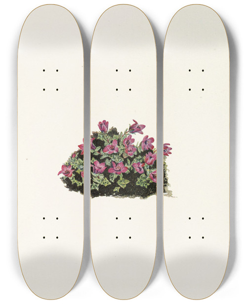 Triptych art skateboard deck of Mary Vaux Walcott Purple Saxifrage Saxifraga Oppositifolia by Mary Vaux Walcott (1860-1940)