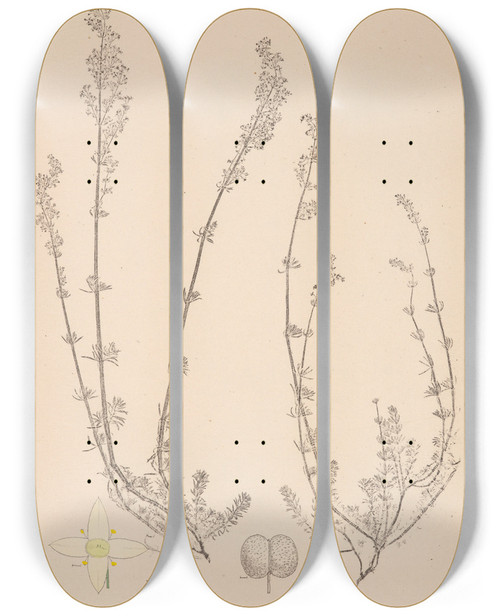 Triptych art skateboard deck of Louis Antoine Cusin Herbier De La Flore Franaise Pl0610 by Louis Antoine Cusin (1824-1901)