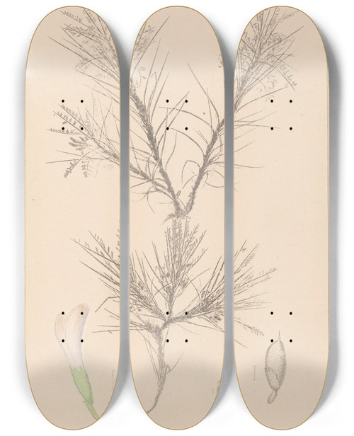 Triptych art skateboard deck of Louis Antoine Cusin Herbier De La Flore Franaise Pl0419 by Louis Antoine Cusin (1824-1901)