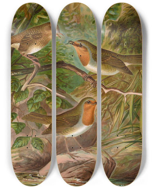 Triptych art skateboard deck of Johann Friedrich Naumann Erithacus Rubeculus by Johann Friedrich Naumann (1780-1857)