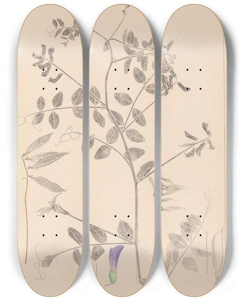 Triptych art skateboard deck of Louis Antoine Cusin Herbier De La Flore Franaise Pl0467 by Louis Antoine Cusin (1824-1901)