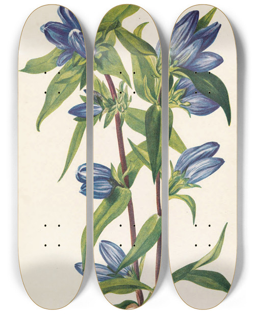 Triptych art skateboard deck of Mary Vaux Walcott Bottle Gentian Gentiana Saponaria by Mary Vaux Walcott (1860-1940)