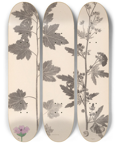 Triptych art skateboard deck of Louis Antoine Cusin Herbier De La Flore Franaise Pl0053 by Louis Antoine Cusin (1824-1901)