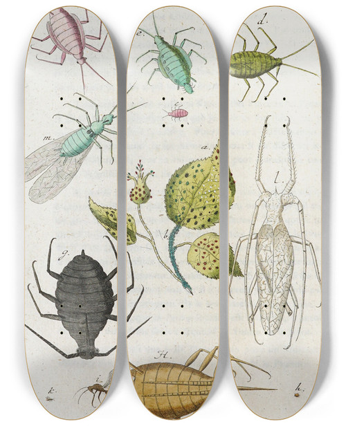 Triptych art skateboard deck of Martin Frobenius Ledermuller Amusement Microscopique Tant Pour Lesprit Que Pour Les Yeux Pl026 by Martin Frobenius Ledermu%Cc%88Ller (1719-1769)