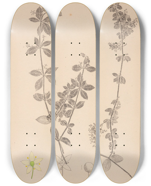 Triptych art skateboard deck of Louis Antoine Cusin Herbier De La Flore Franaise Pl0583 by Louis Antoine Cusin (1824-1901)