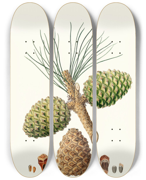 Triptych art skateboard deck of Aylmer Bourke Lambert Pinus Pinea The Stone Pine_1 by Aylmer Bourke Lambert (1761-1842)