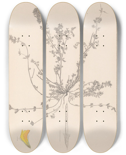 Triptych art skateboard deck of Louis Antoine Cusin Herbier De La Flore Franaise Pl0385 by Louis Antoine Cusin (1824-1901)