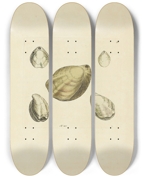 Triptych art skateboard deck of James Sowerby The Mineral Conchology Of Great Britain Pl089 by James Sowerby (1757-1822)