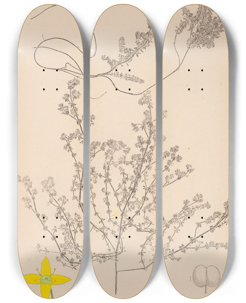 Triptych art skateboard deck of Louis Antoine Cusin Herbier De La Flore Franaise Pl0596 by Louis Antoine Cusin (1824-1901)