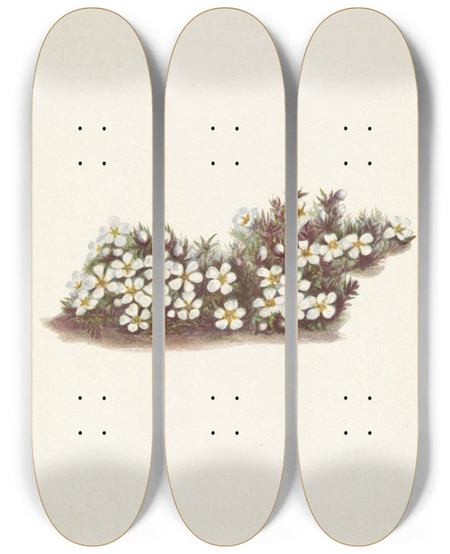 Triptych art skateboard deck of Mary Vaux Walcott Pyxie Pyxidanthera Barbulata by Mary Vaux Walcott (1860-1940)