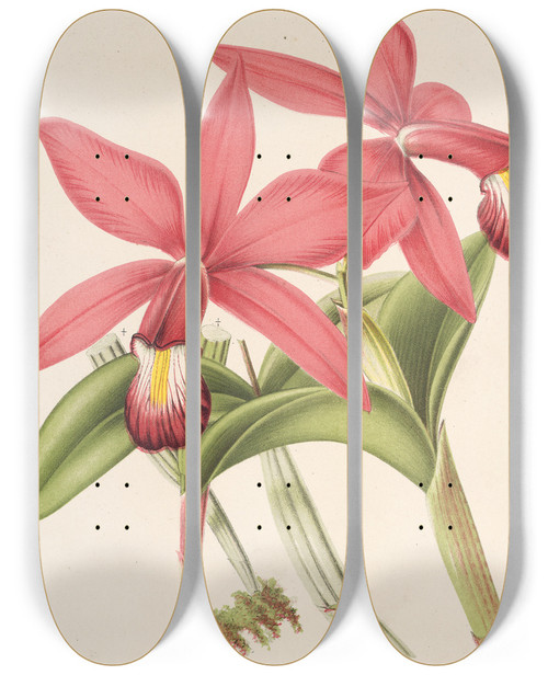Triptych art skateboard deck of Charles Antoine Lemaire Cattleya Superba Var Splendens by Charles Antoine Lemaire (1800-1871)