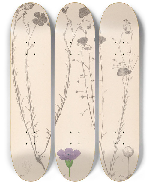 Triptych art skateboard deck of Louis Antoine Cusin Herbier De La Flore Franaise Pl0022 by Louis Antoine Cusin (1824-1901)