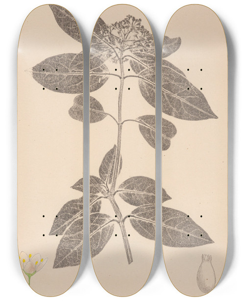 Triptych art skateboard deck of Louis Antoine Cusin Herbier De La Flore Franaise Pl0571 by Louis Antoine Cusin (1824-1901)