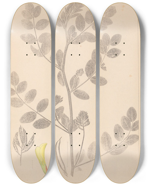 Triptych art skateboard deck of Louis Antoine Cusin Herbier De La Flore Franaise Pl0404 by Louis Antoine Cusin (1824-1901)