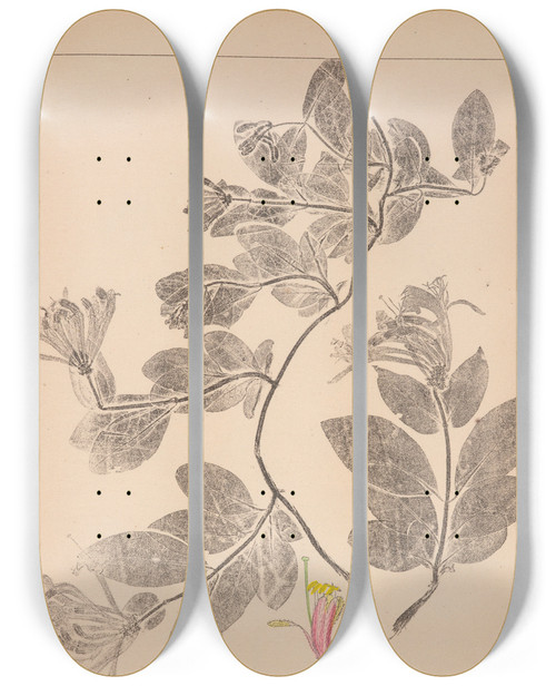 Triptych art skateboard deck of Louis Antoine Cusin Herbier De La Flore Franaise Pl0577 by Louis Antoine Cusin (1824-1901)