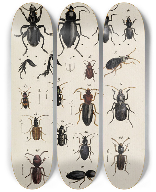 Triptych art skateboard deck of Johann Caspar Fuessli Archives De Lhistoire Des Insectes Pl31 by Johann Caspar Fuessli (1743-1786)