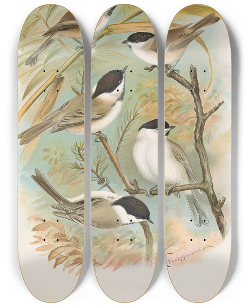 Triptych art skateboard deck of Johann Friedrich Naumann Parus Salicarius Montanus Borealis Liljeborg Dresseri Meridionalis Liljeborg by Johann Friedrich Naumann (1780-1857)
