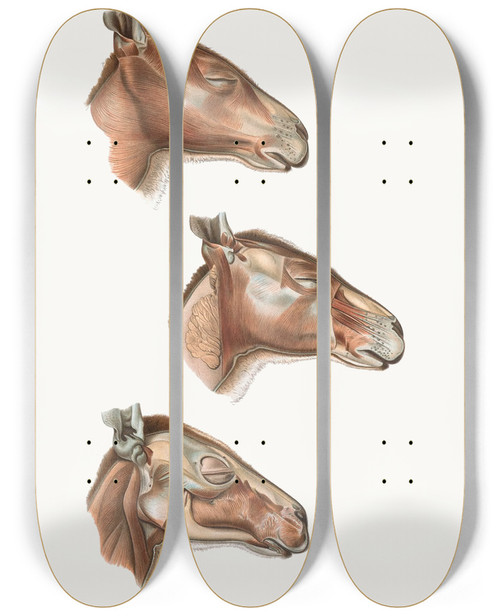 Triptych art skateboard deck of Johan Erik Vesti Boas Superficial Facial Muscles Of Halmalurus by Johan Erik Vesti Boas (1855-1935)
