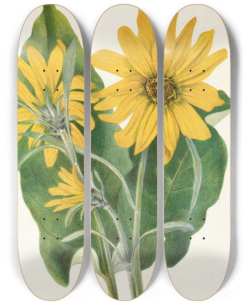 Triptych art skateboard deck of Mary Vaux Walcott Balsamroot Balsamorhiza Sagittata by Mary Vaux Walcott (1860-1940)
